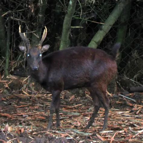 Philippine Deer Facts Diet Habitat And Pictures On Animaliabio