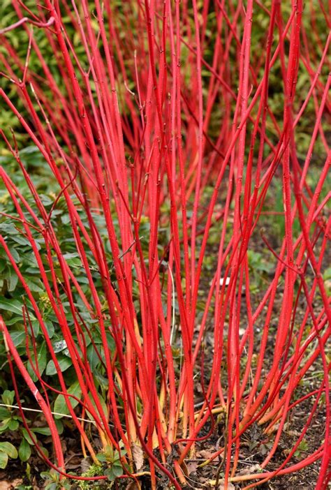 Ces plantes qui résistent à tout au froid et à la chaleur Dogwood