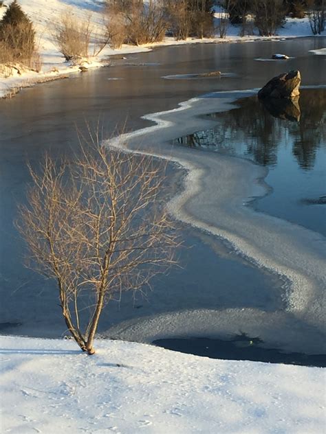 Harry's Pond in Winter with Amy O'Neil - Delaware Ornithological Society