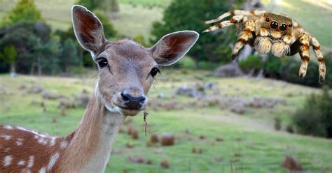 Deer and Spider: Your Animal Guides for the Full Moon in Sagittarius on ...