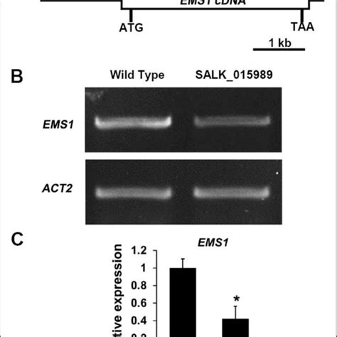 Figure S1 Morphology Of HESC RPE On Gelatin And Quantification Of