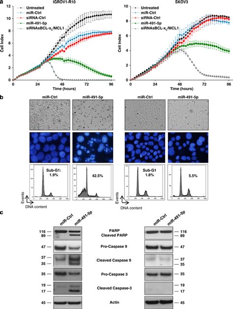 R 491 5p Induces Apoptosis In Igrov1 R10 Ovarian Cancer Cells And Slow