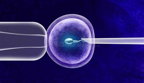 Fecondazione In Vitro Ivf Il Verticale Dell Uovo Dell Uovo Della