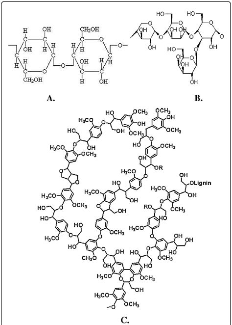 Hemicellulose Molecule