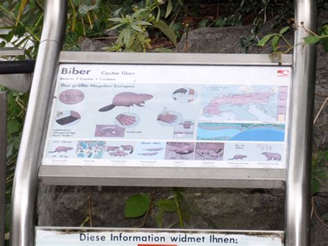 Alpenzoo Innsbruck Signage By Category Animals European Beaver