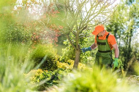 5 Proven Tips For Maintaining Good Health Of Your Trees