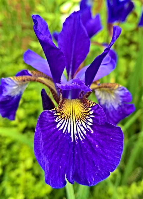 Iris Sword Lily Early Garden Free Photo On Pixabay Pixabay