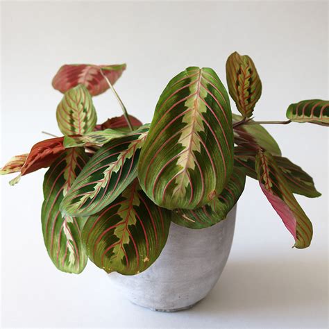 Red Prayer Plant – 🎒 Design Packs