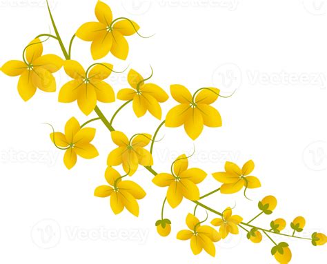 Cassia Fistula Illustration Png