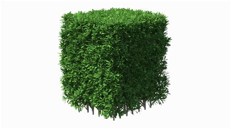 Boxwood Bush Square 3d Turbosquid 1574958