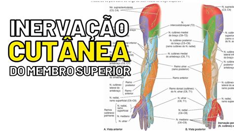 Inervação CUTÂNEA do MEMBRO SUPERIOR Aula de Anatomia humana grátis e