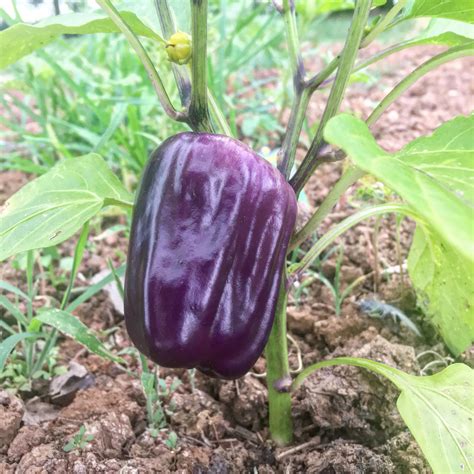 Peter Piper Picked A Peck Of Purple Peppers R Homestead