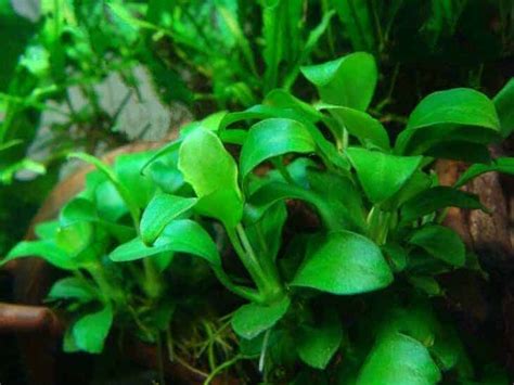 30+ Brackish Water Plants - Shrimp and Snail Breeder