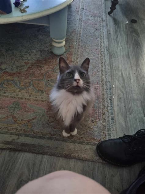 Our 17 year old cat, adopted from a cat Cafe this year : r/seniorkitties