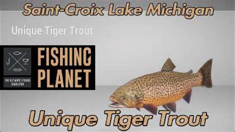 Unique Tiger Trout Saint Croix Lake Michigan Fishing Planet