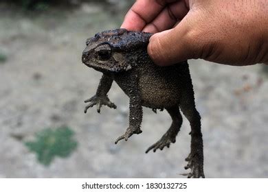 Bufo Melanostictus Schneider Images Stock Photos Vectors