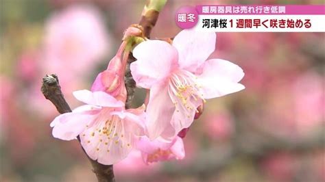 暖冬の影響“早咲き”の河津桜 例年より1週間早く咲き始める 暖房器具の売れ行きにも異変 大分（2024年1月30日掲載）｜日テレnews Nnn