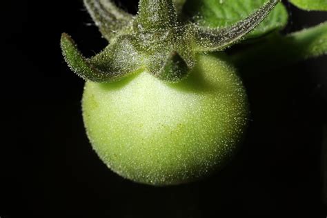 Tomato Heather Broccard Bell Flickr