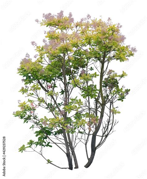 Panicle hydrangea, white flowers isolated on white background Stock ...