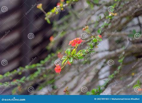 Flor Euphorbia Imagen De Archivo Imagen De Fragilidad