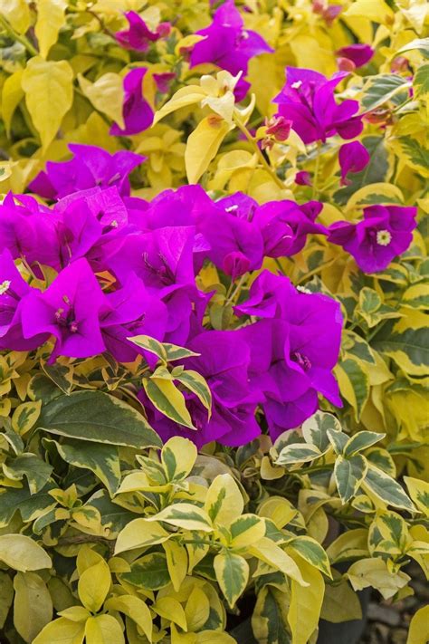 Golden Jackpot Bougainvillea Pahls Market Apple Valley Mn