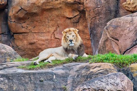 Male Lion Resting On Rocks Stock Image Image Of Safari