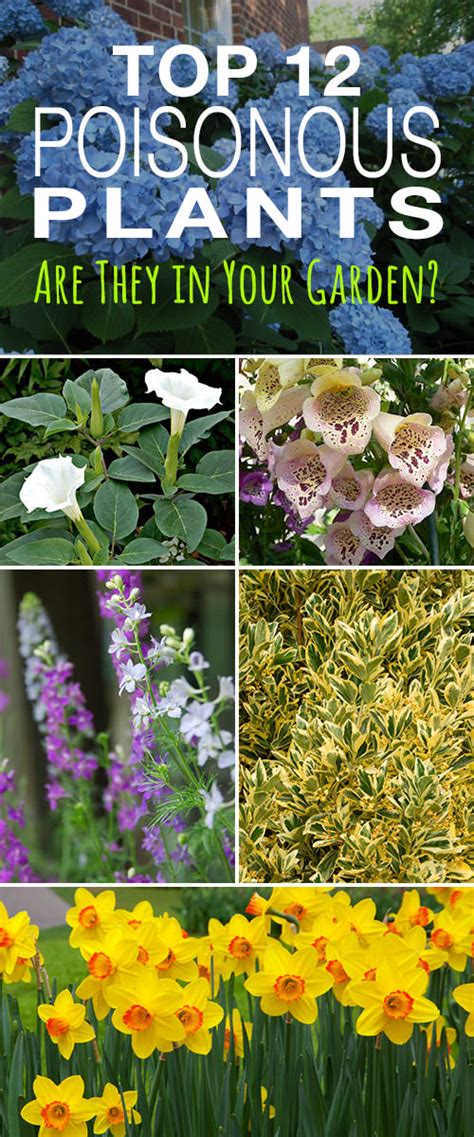 12 Top Poisonous Plants - Are They in Your Garden? • The Garden Glove