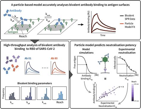 The Molecular Reach Of Antibodies Determines Their Sars Cov 2