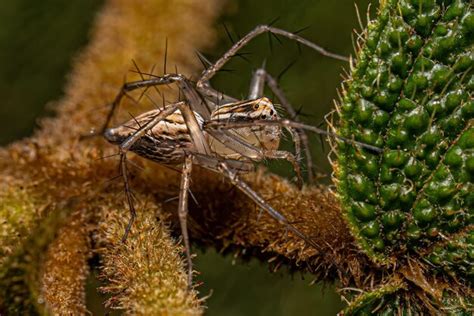 Premium Photo Female Striped Lynx Spider