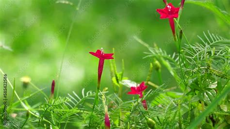 Wideo Stock Ipomoea Quamoclit Also Calledcypress Vine Cypress Vine