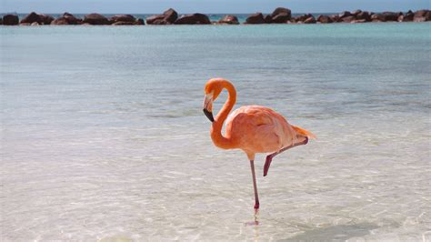 Pourquoi Les Flamants Roses Se Reposent Ils Sur Une Seule Patte