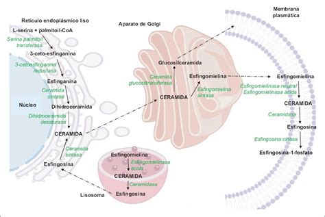 Metabolismo De Los Esfingol Pidos Y Su Relaci N Con Las Enfermedades