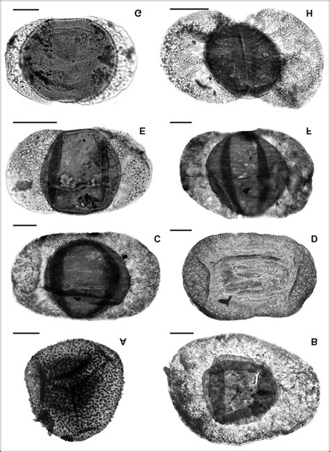 Photomicrographs Of Selected Species From The Studied Interval