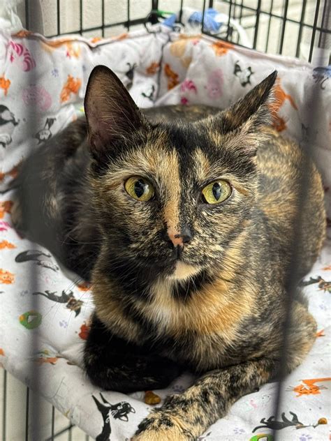 cecil county animal control 5