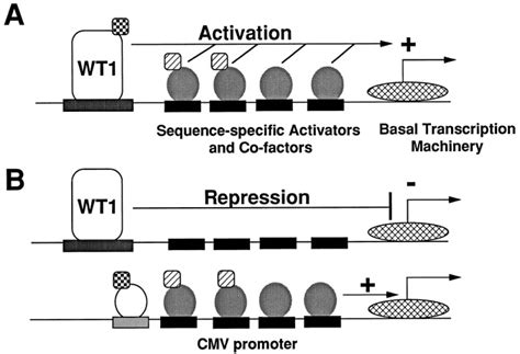 The Transcriptional Effect Of Wt1 Is Modulated By Choice Of Expression