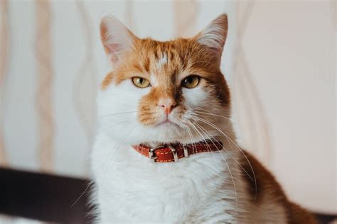 Bigode de gato entenda a importância dos bigodes para o felino