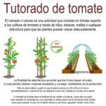 Manual técnico de Tutoreo de Solanaceas InfoAgronomo