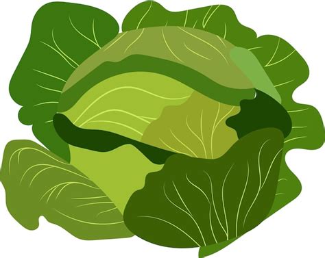 Premium Vector Green Cabbage Illustration Vector Color