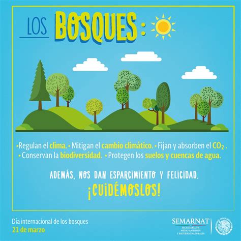 Dia Mundial De Los Bosques Infografias Agencia Efe Infografia Images