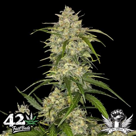 Fastbuds Seeds Sour Jealousy Auto Attitude Seedbank Uk