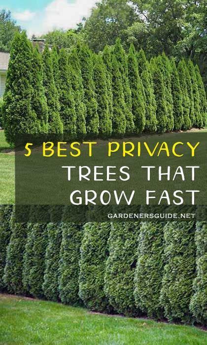 5 Best Privacy Trees That Grow Fast Privacytrees Privacy Tree Fastgrowing Gardening