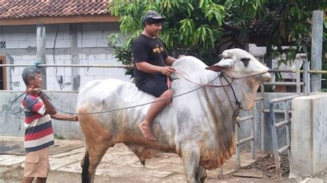 Sapi Jumbo 800 Kilogram Milik Pardi Ninet Di Cilacap Dibanderol Harga