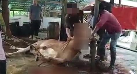 Lembu Mati Tercekik Dijadikan Sembelihan Korban Satu Keluarga Tanggung