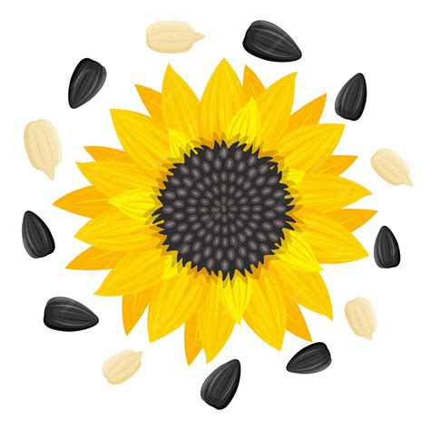 Premium Vector Yellow Sunflower And Sunflower Seeds Vector