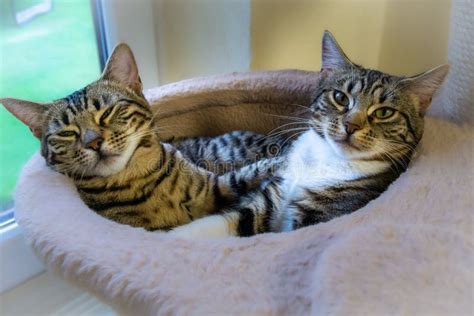 Closeup Of Two Tabby Cats Wrapped In A Blanket Stock Photo Image Of