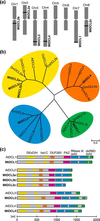 Six Putative DCL Genes Are Present In The M Truncatula Genome A