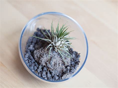 How to Make a Self-Sustaining Terrarium