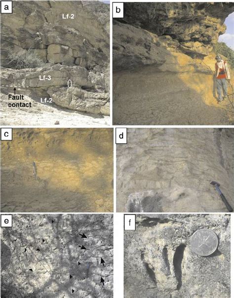 Photographs Showing Fi Eld Attributes Of Lithofacies 3 Bioclastic