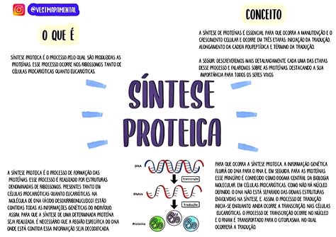 O Que É Sintese Proteica - MAPA MENTAL SOBRE SÍNTESE PROTEICA - Maps4Study