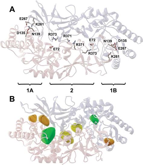 Mt Alr Homology Model A The Two Monomers Of The Alr Dimer Are Shown